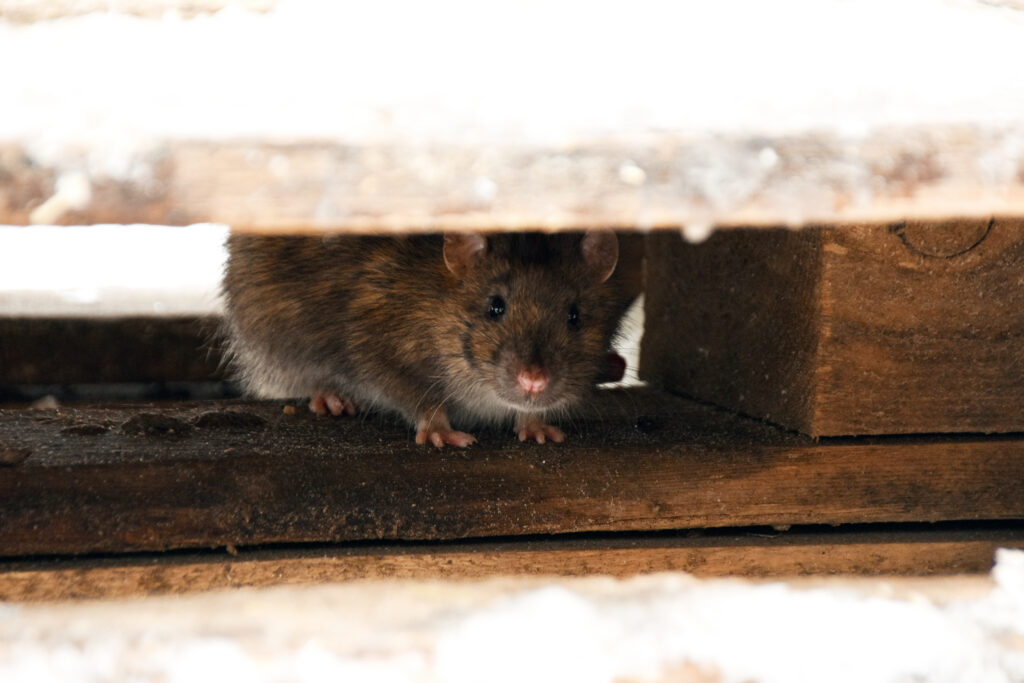 Mouse hiding beneath wooden floorboards in a crawl space during a rodent infestation.
