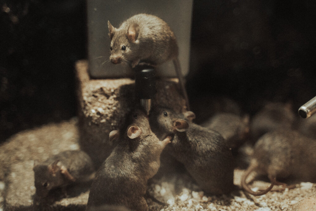 Rats gathered in a dark crawl space, illustrating a rodent infestation that can damage insulation and contaminate areas beneath a home.